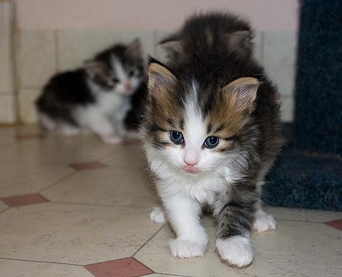 hombres y mujeres Siberia gatitos