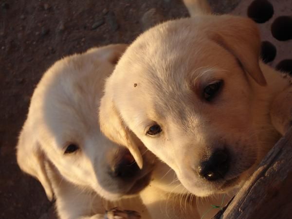 labrador retriever  preciosa camada