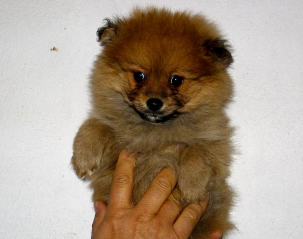 Preciosos cachorrines de pomerania spitz