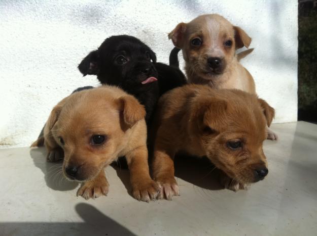 SE VENDEN CACHORROS DE CANICHE RATONEROS