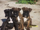 Vendo cachorras boxer - mejor precio | unprecio.es