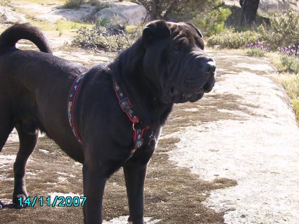 Busco sharpei hembra para montas