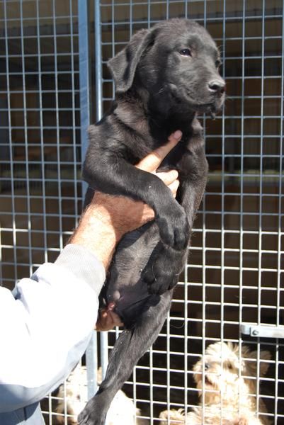 cachorro de LABRADOR NEGRO CON PEDIGREE  280