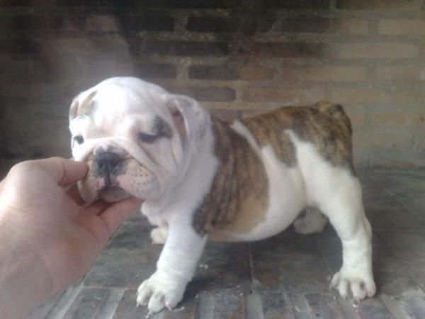 cachorros de bulldog ingles de exposicion