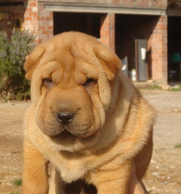 CACHORROS DE SHAR PEI