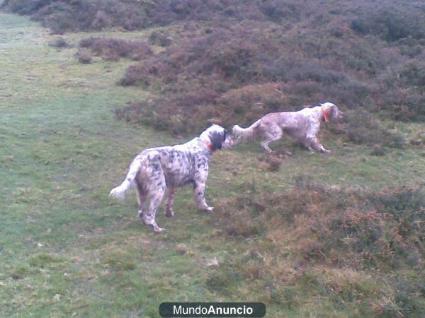 camada setter