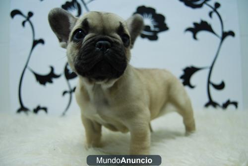 exclusivos cachorros de bulldog frances de excelente calidad