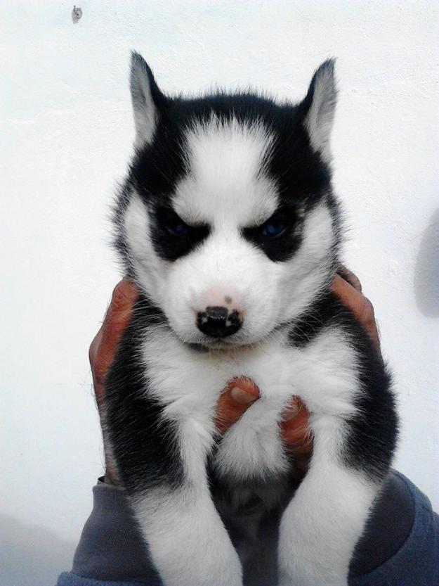 husky