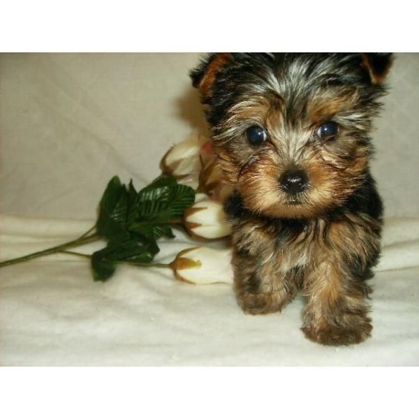 YORKSHIRE TERRIER ENANO 250 E- REGALO SAN VALENTIN