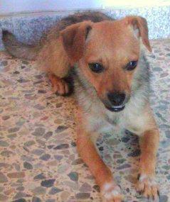 Cachorrita mezcla de chihuahua en adopción