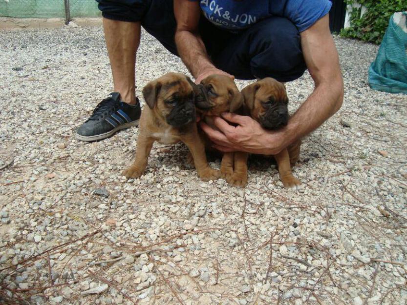 Cachorros Boxer