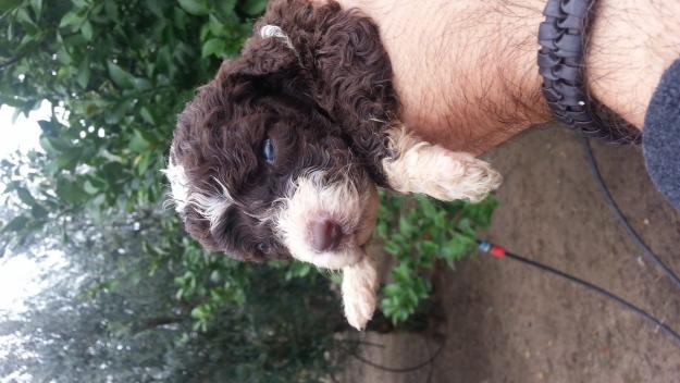 cachorros de perros de agua español