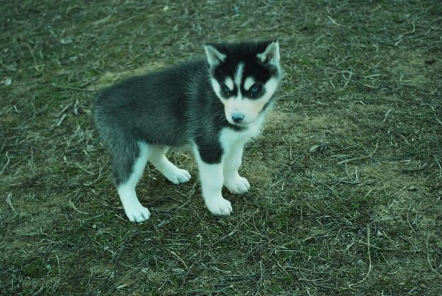 Camada de Husky Siberiano