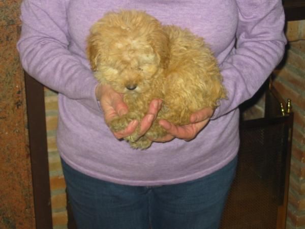 Caniches toy y apricot,350 Eur-450 Eur.con pedigree.