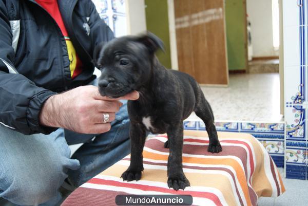 Exc Cachorrita de Staffordshire Bull Terrier