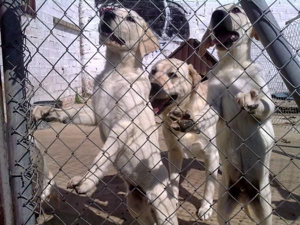 REGALO LABRADOR PRECIOSO