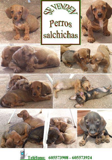 Ultimos cachorros de Teckel!!! (perros salchichas)