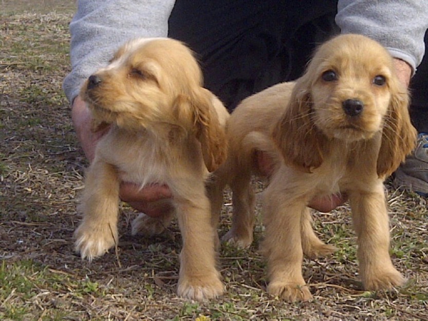 Preciosos cocker spaniel inglés