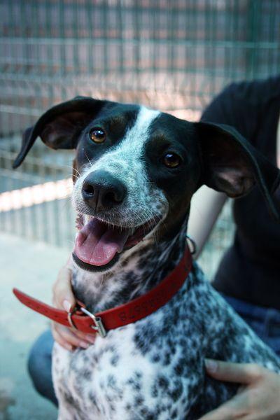 NELA, perrita pequeña en adopción