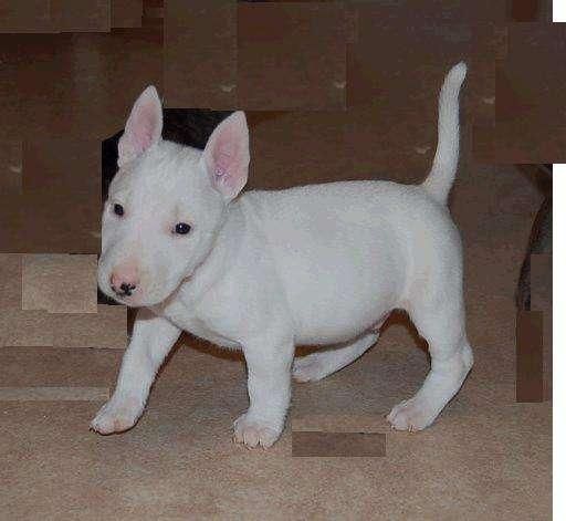 BULL TERRIER DE DOS MESES DE EDAD. LISTOS PARA ENTREGAR EN MANO O ENVIAR. SE ENTREGAN CON LA PRIMERA VACUNA Y DESPARASIT