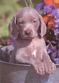 CACHORROS DE WEIMARANER