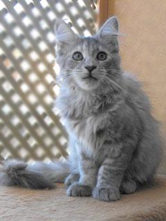 gatitos maine coon excelente pedigree