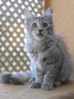 gatitos maine coon excelente pedigree - mejor precio | unprecio.es