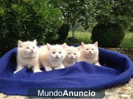 gatitos mezcla de persa y siames todo 1 regalo 6 1 8 6 3 4 7 8 5