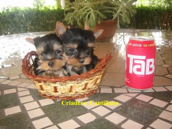 precioso cachorro yorkshire