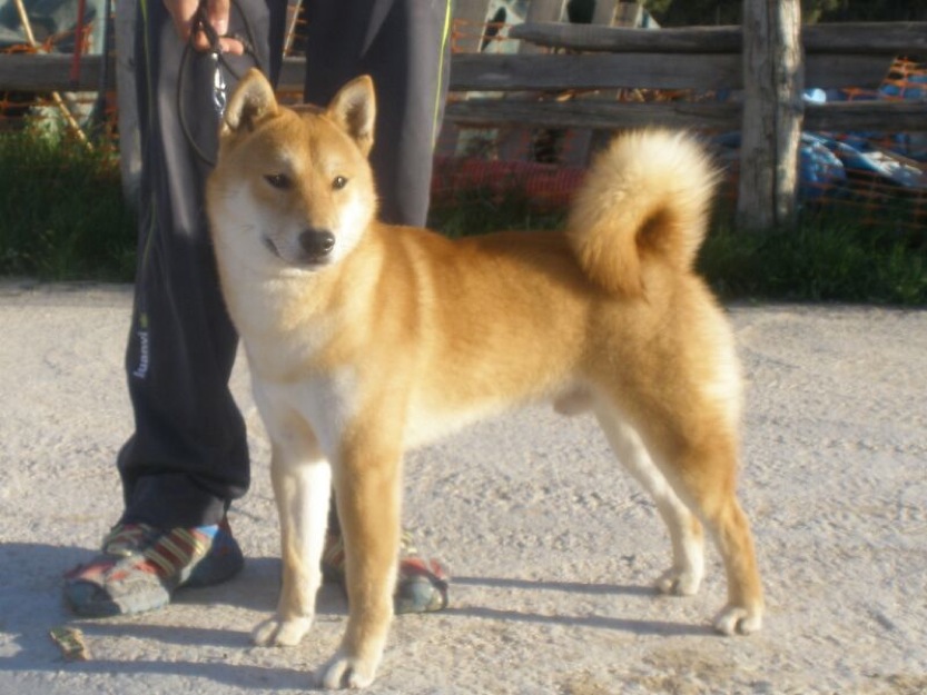 Shiba inu, nacionales , loe calidad