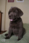 Ultimo cachorro labrador chocolate con pedigree - mejor precio | unprecio.es