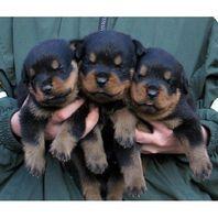 ¡¡¡¡ PRECIOSOS ROTTWEILER DE PURA RAZA !