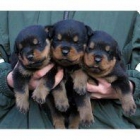 ¡¡¡¡ PRECIOSOS ROTTWEILER DE PURA RAZA ! - mejor precio | unprecio.es