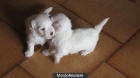 bichon maltes - mejor precio | unprecio.es