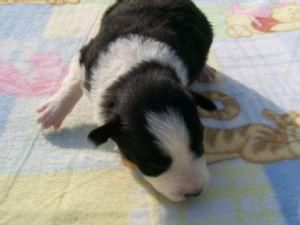 BORDER COLLIE