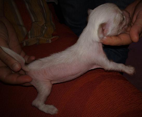 Cachorro de crestado chino hairless con pedigree