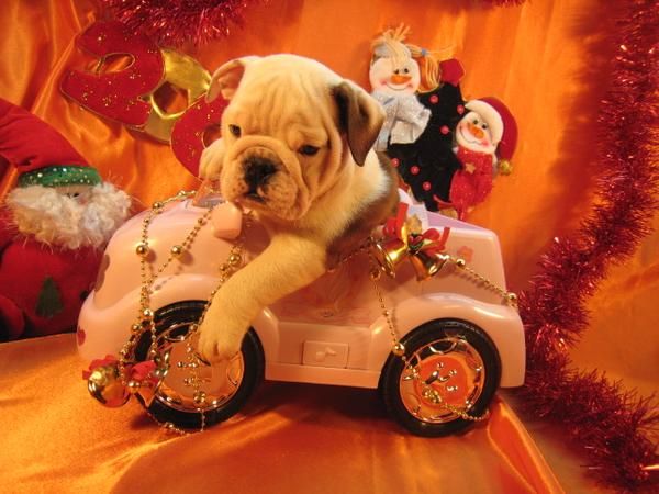 CACHORROS BULLDOG INGLES PARA TUS NAVIDADES EN ADOPCION..//