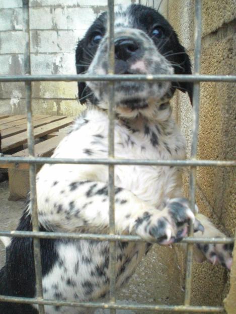 Cachorros cruce de Dalmata en adopcion