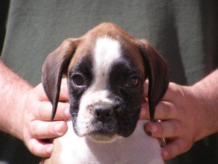 Preciosa cachorra de Bóxer dorada