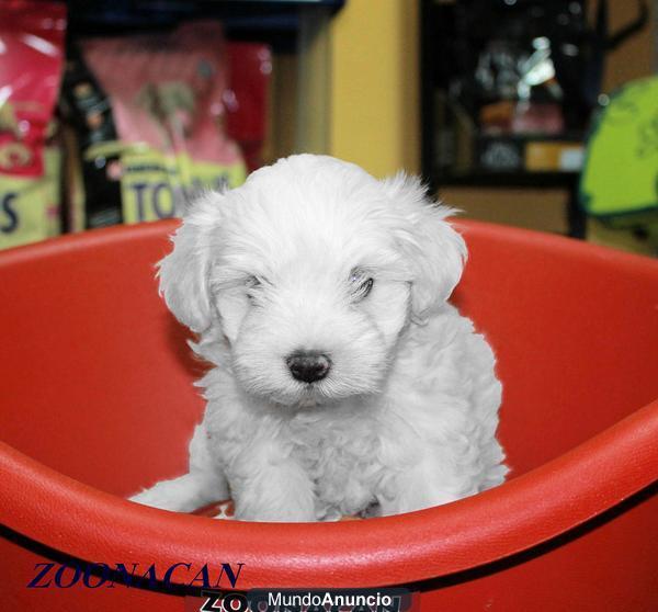 TIENDA DE CACHORROS DE TODAS LAS RAZAS