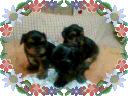 vendo yorshire terrier machos o hembras