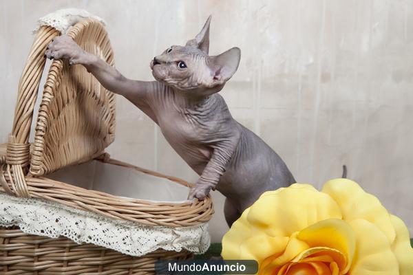 Gatos sphynx  de NIFI´S PARADISE