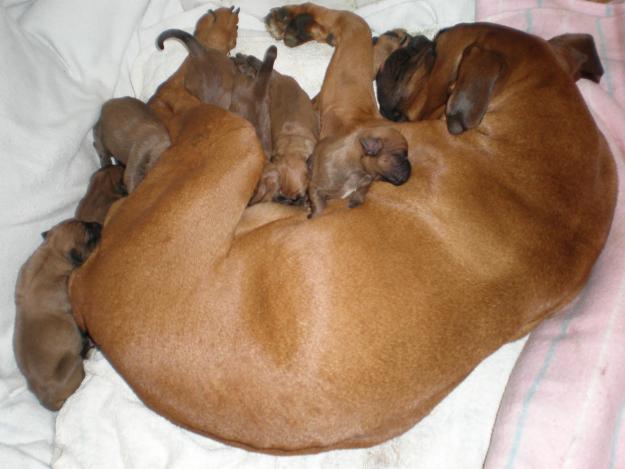 Cachorros Boxer