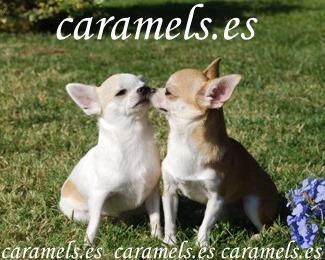 Chihuahuas de 