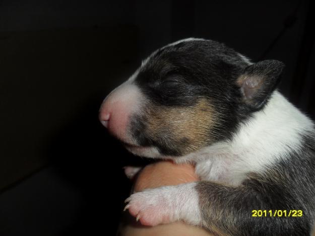 Disponible cachorro bullterrier miniatura valencia