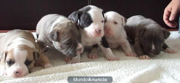 excelentes cachorros de american staffordshire terrier (2)