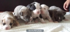 excelentes cachorros de american staffordshire terrier (2) - mejor precio | unprecio.es