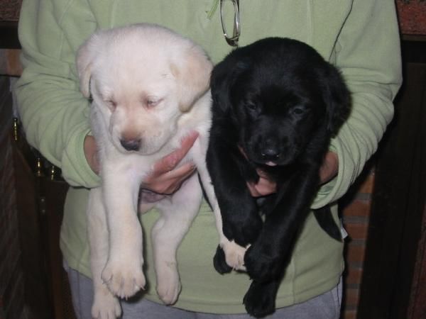 Labradores retriever,cachorros,dorados y negros,con pedigree.