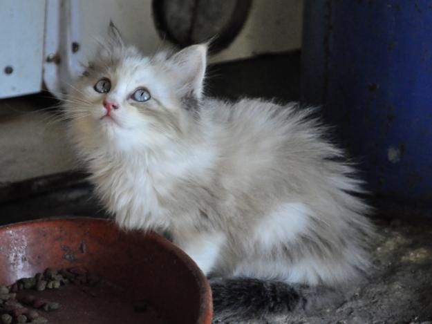 maine coon gatita