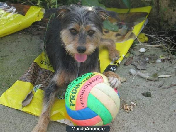 Regalo   Truc, Salvado el mismo día de su sacrificio